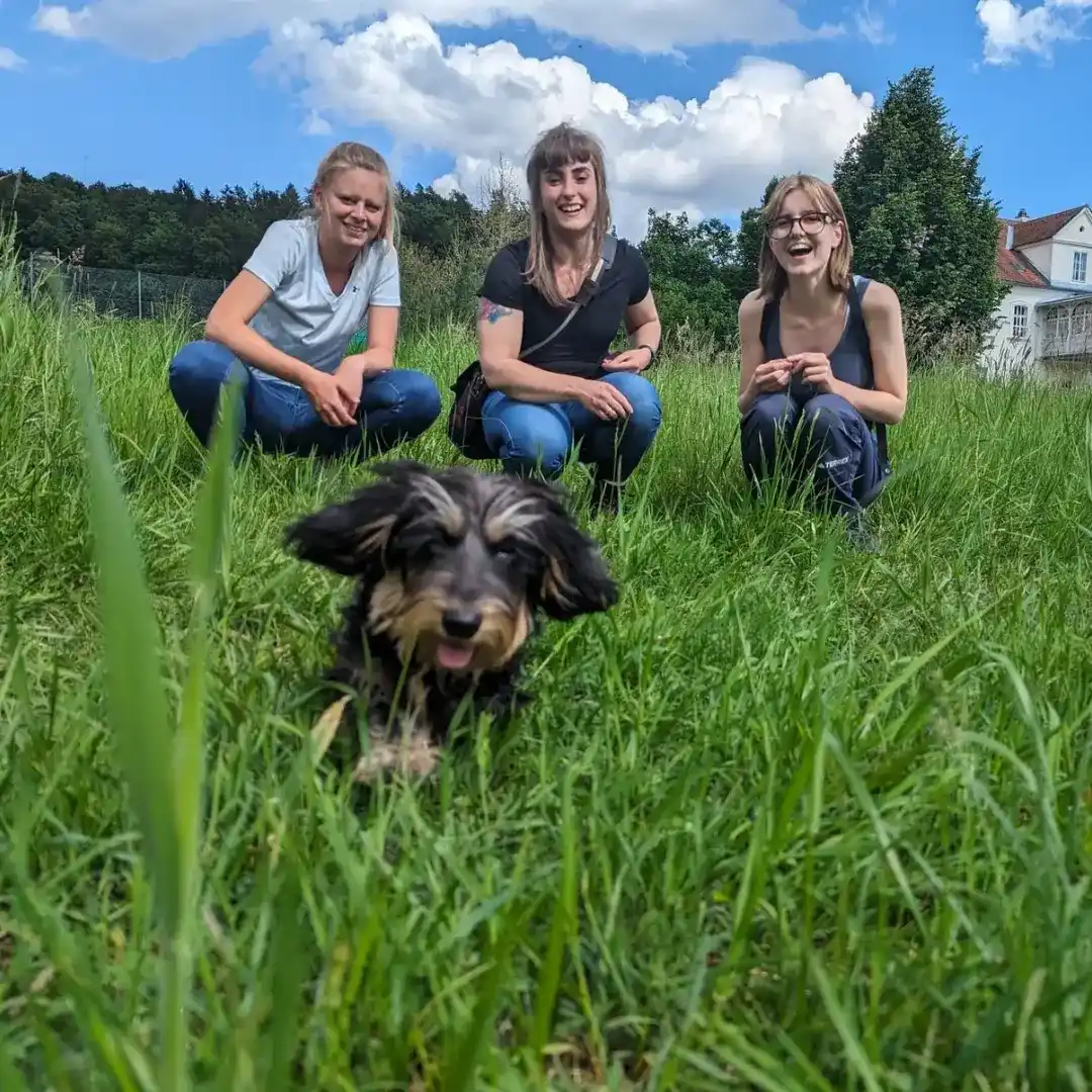 Hundeschule Willenskraft & Akademie – Welpentraining, Gruppenkurse und Team (Bild 2)