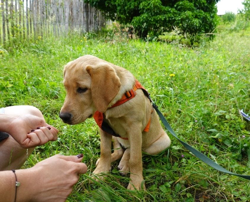 Hund und Besitzerin trainieren zuhause
