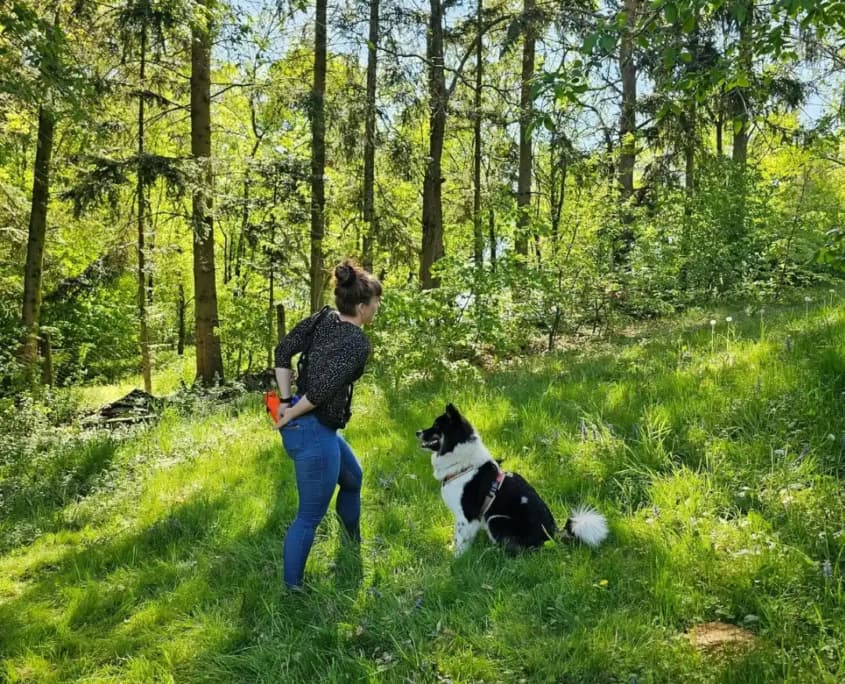 Dummytraining mit der mobilen Hundeschule Willenskraft
